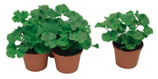 Pelargonien im 12cm-Topf